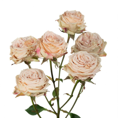 Ecuador - R TR Be Generous Premium 60cm