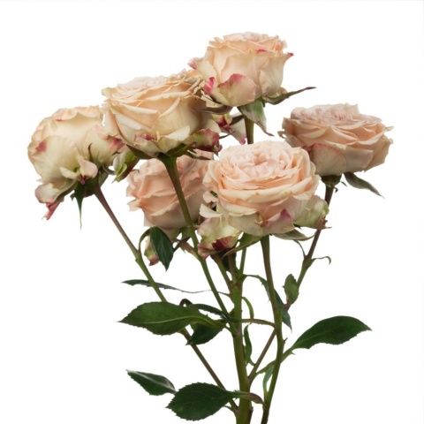 Ecuador - R TR Be Generous Premium 60cm