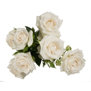 Ecuador - R TR White Majolika Premium 60cm