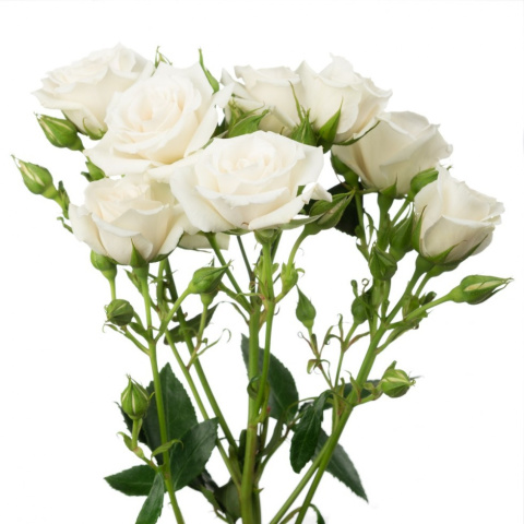 Ecuador - R TR White Majolika Premium 60cm