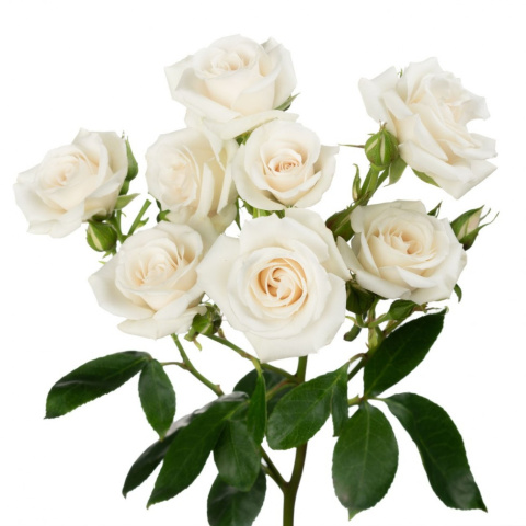 Ecuador - R TR White Majolika Premium 60cm