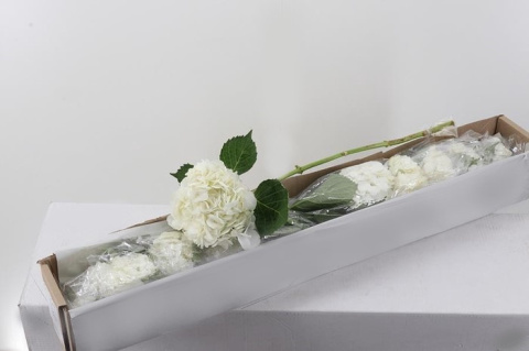 Hydr White Premium BOX (10) 60cm /H18- D