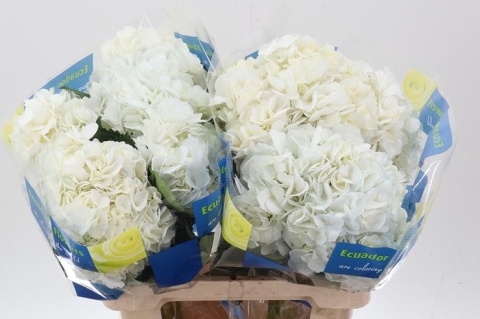 Hydr White Premium BOX (10) 60cm /H18- D