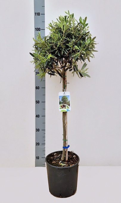 OLEA EUROPAEA 100-105cm/ d22 - PROMO