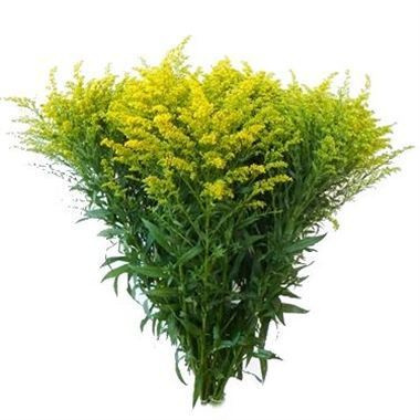 Soli Golden Glory 70cm - D