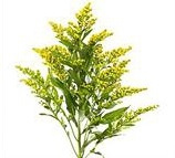 Soli Golden Glory 70cm - D