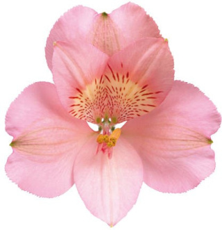 Alstroemeria jasny róż Primadonna Perfection 85cm - Kolumbia