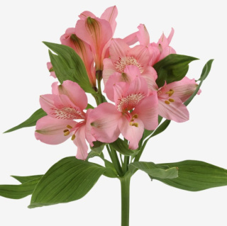 Alstroemeria jasny róż Primadonna Perfection 85cm - Kolumbia