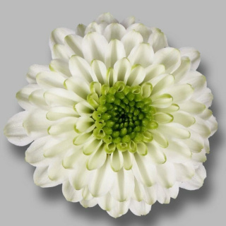 CHR S MAVERICK WHITE 55cm -D