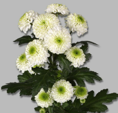 CHR S MAVERICK WHITE 55cm -D