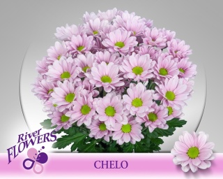 CHR T CHELO 70cm - D