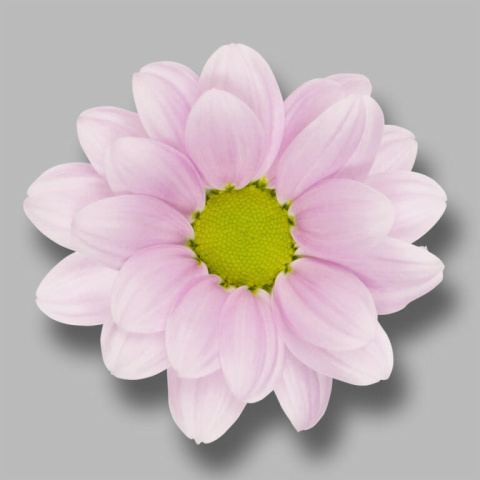 CHR T CHELO 70cm - D
