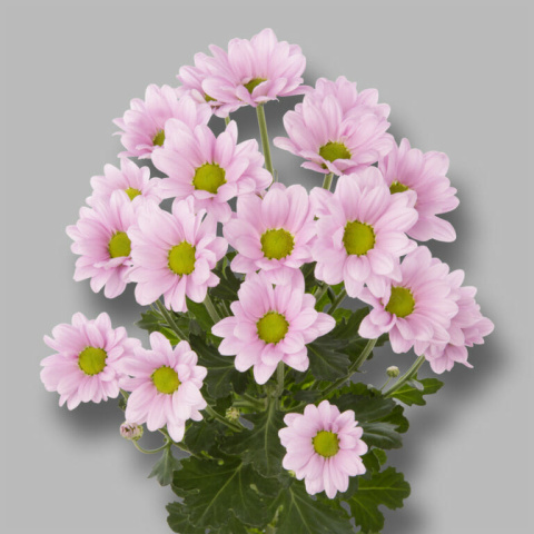 CHR T CHELO 70cm - D