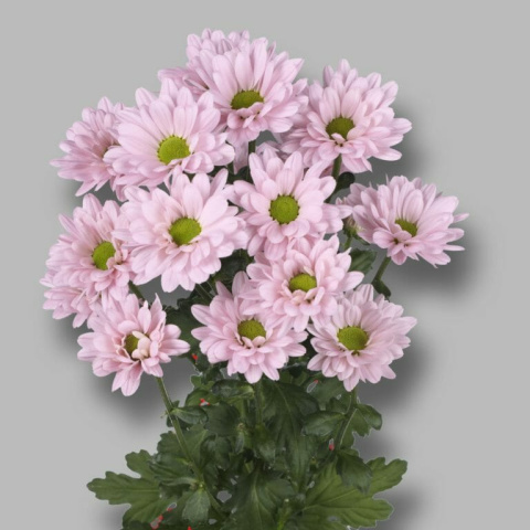 CHR T KATINKA Zentoo 70cm - D