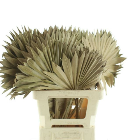DROOGBL BEWERKT H% 50cm - D