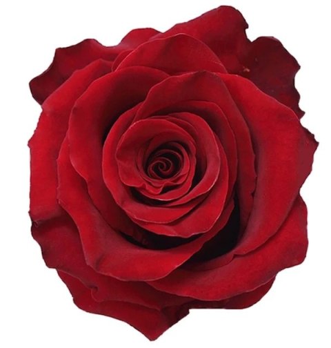 Ecuador - R EXPLORER 80cm V-DAY