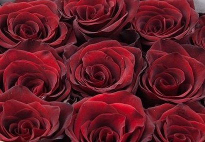 Ecuador - R EXPLORER 80cm V-DAY