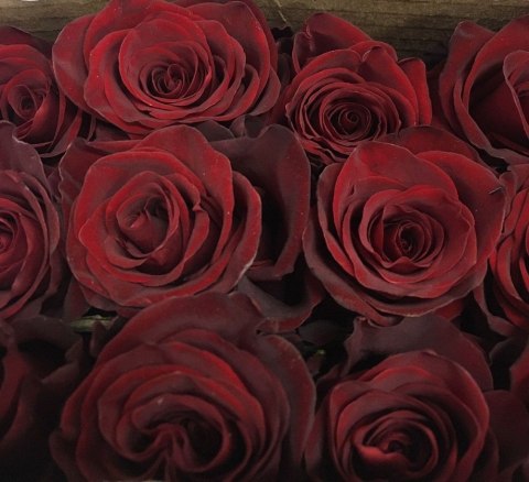 Ecuador - R EXPLORER 80cm V-DAY