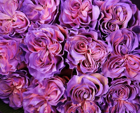 Ecuador - R GR Alys Rose TINTED 60cm