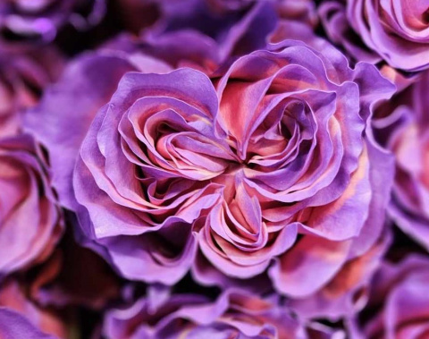 Ecuador - R GR Alys Rose TINTED 60cm