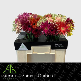 GE KV PASTINI GEM 50cm - PROMO