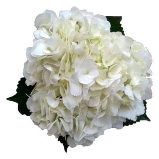 Hydr White Premium 60cm /H18- D