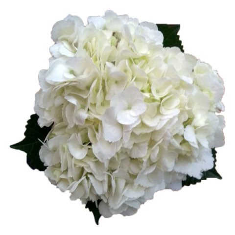 Hydr White Premium BOX (10) 60cm /H18- D