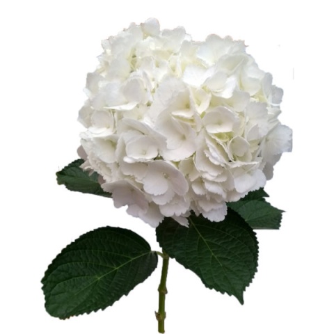 Hydr White Premium BOX (10) 60cm /H18- D