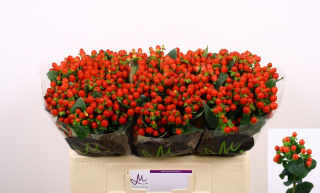 HYP TOMATO FLAIR Extra 50cm - D
