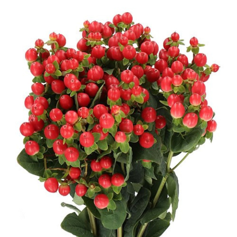 HYP TOMATO FLAIR Extra 50cm - D
