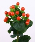 HYP TOMATO FLAIR Extra 50cm - D