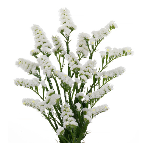 LIM S WHITE STARL WINGS 80cm - D
