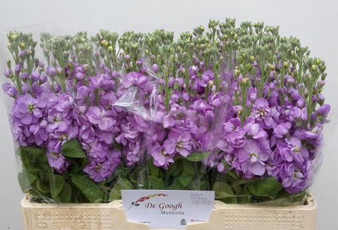 MATTH FIGARO LAVENDE 60cm - D