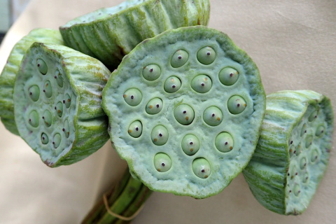 Nelumbo Nucifera 60cm - D