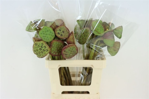 Nelumbo Nucifera Red 65cm - D