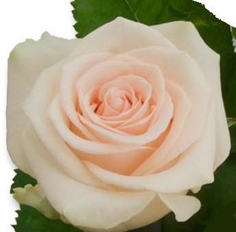 R GR SWEET CAROLINE EXCLUSIVE 60cm - S