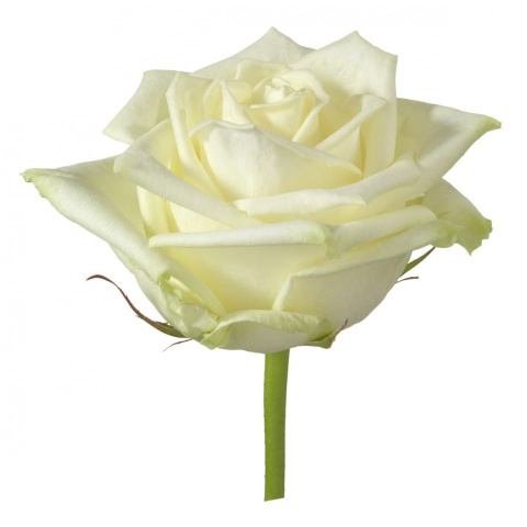 R GR WHITE NAOMI! 60cm - D