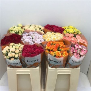 R TR GEM IN FUST Braam Roses 40cm - D