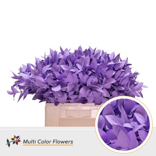 Ruscus Milka H% 60cm - D