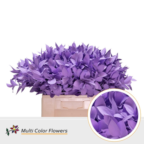 Ruscus Milka H% 60cm - D