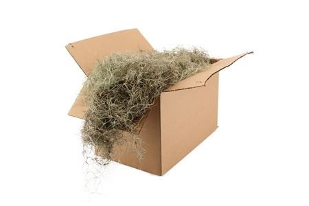 TILLANDSIA GROF - D