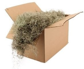 TILLANDSIA GROF - D