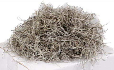 TILLANDSIA GROF - D