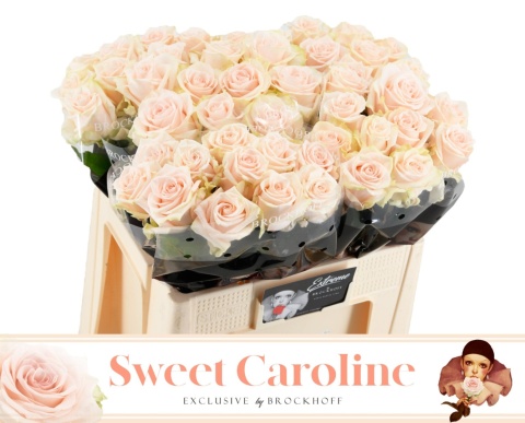 R GR SWEET CAROLINE EXCLUSIVE 60cm - S