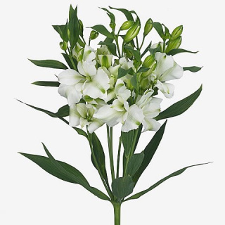ALST FL CHARMELIA WHITE Extra 70cm - D