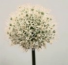 ALLIUM MOUNT EVEREST 85cm - D