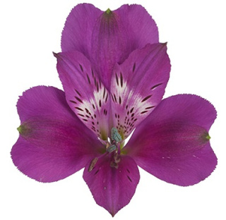 Alstroemeria lekki fiolet Perfection 85cm - Kolumbia 26DM