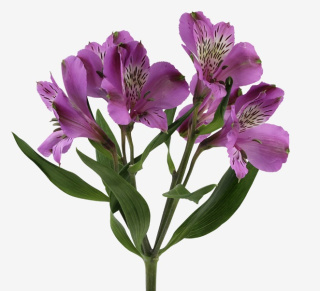 Alstroemeria lekki fiolet Perfection 85cm - Kolumbia 26DM