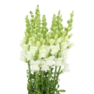 ANTIR POTO IVORY WHITE 80cm - D