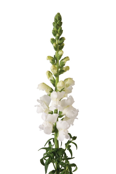 ANTIR POTO IVORY WHITE 80cm - D